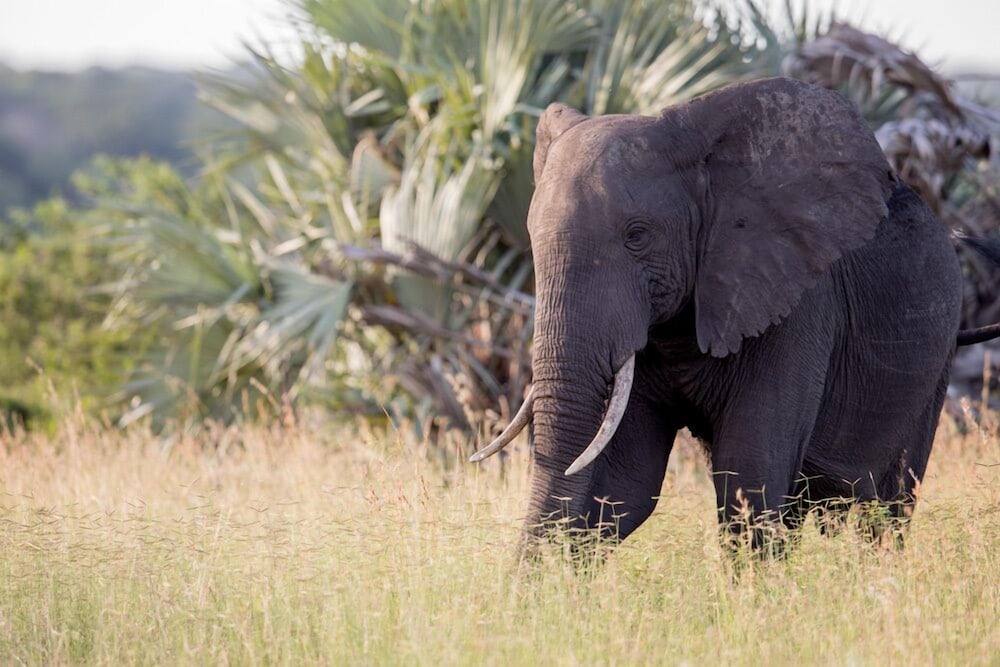Фото Royal Thonga Safari Lodge