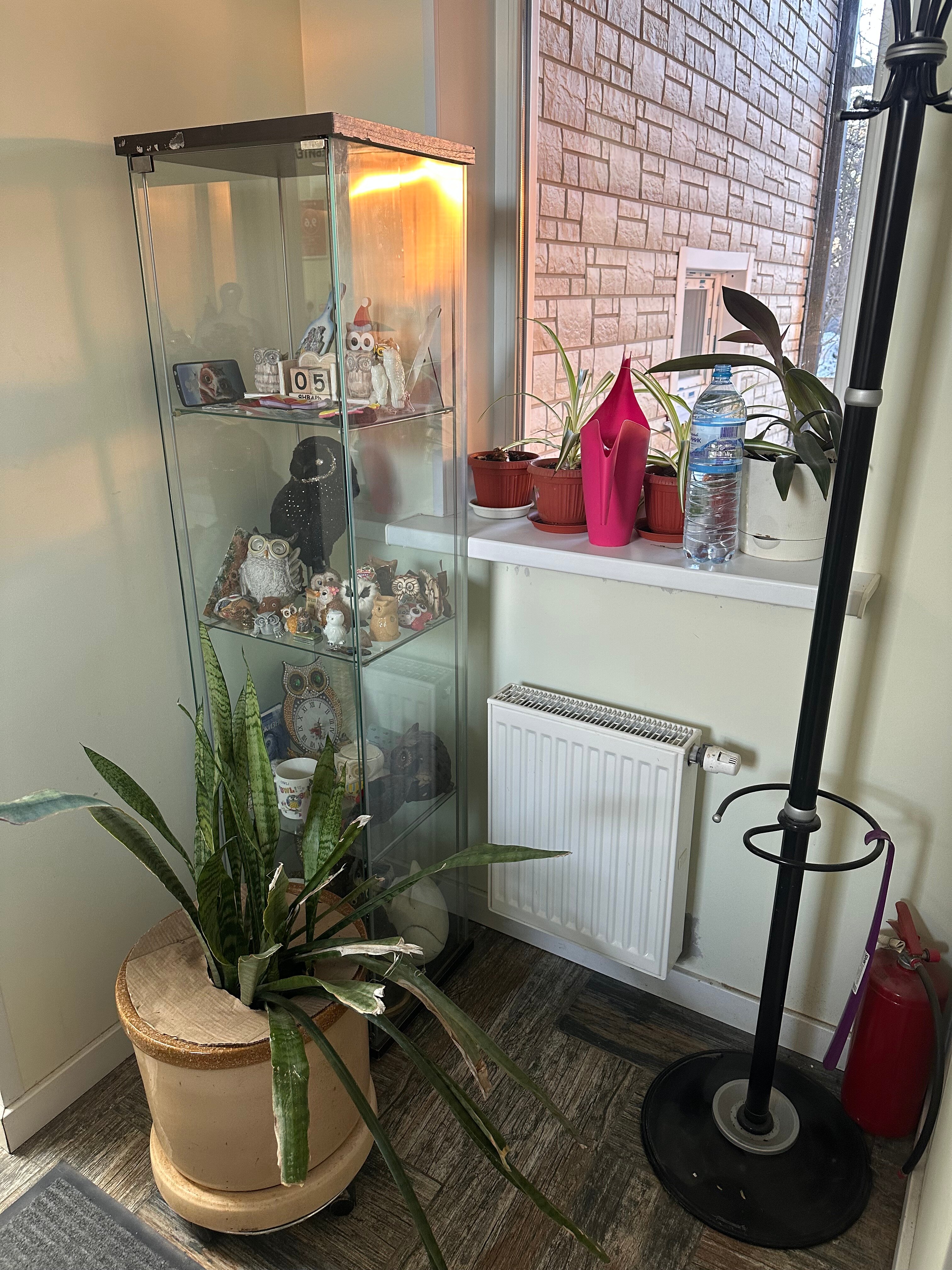 Фото Сова в Шереметьево