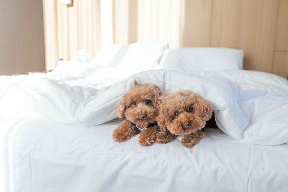 Фото Hyatt Centric Melbourne