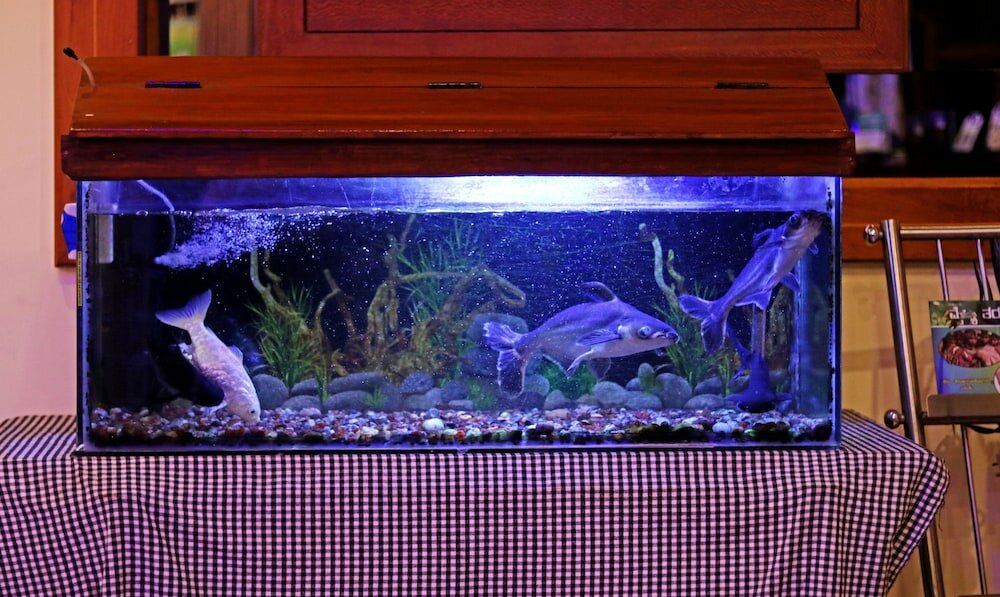 Фото Treebo Trend Msr International