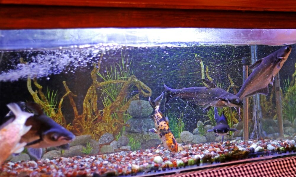 Фото Treebo Trend Msr International