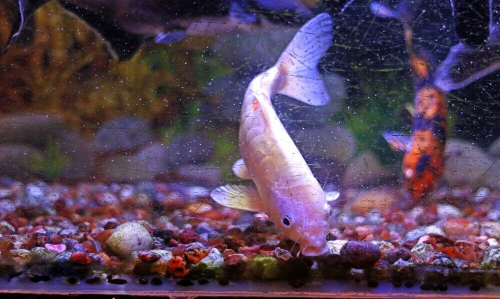 Фото Treebo Trend Msr International