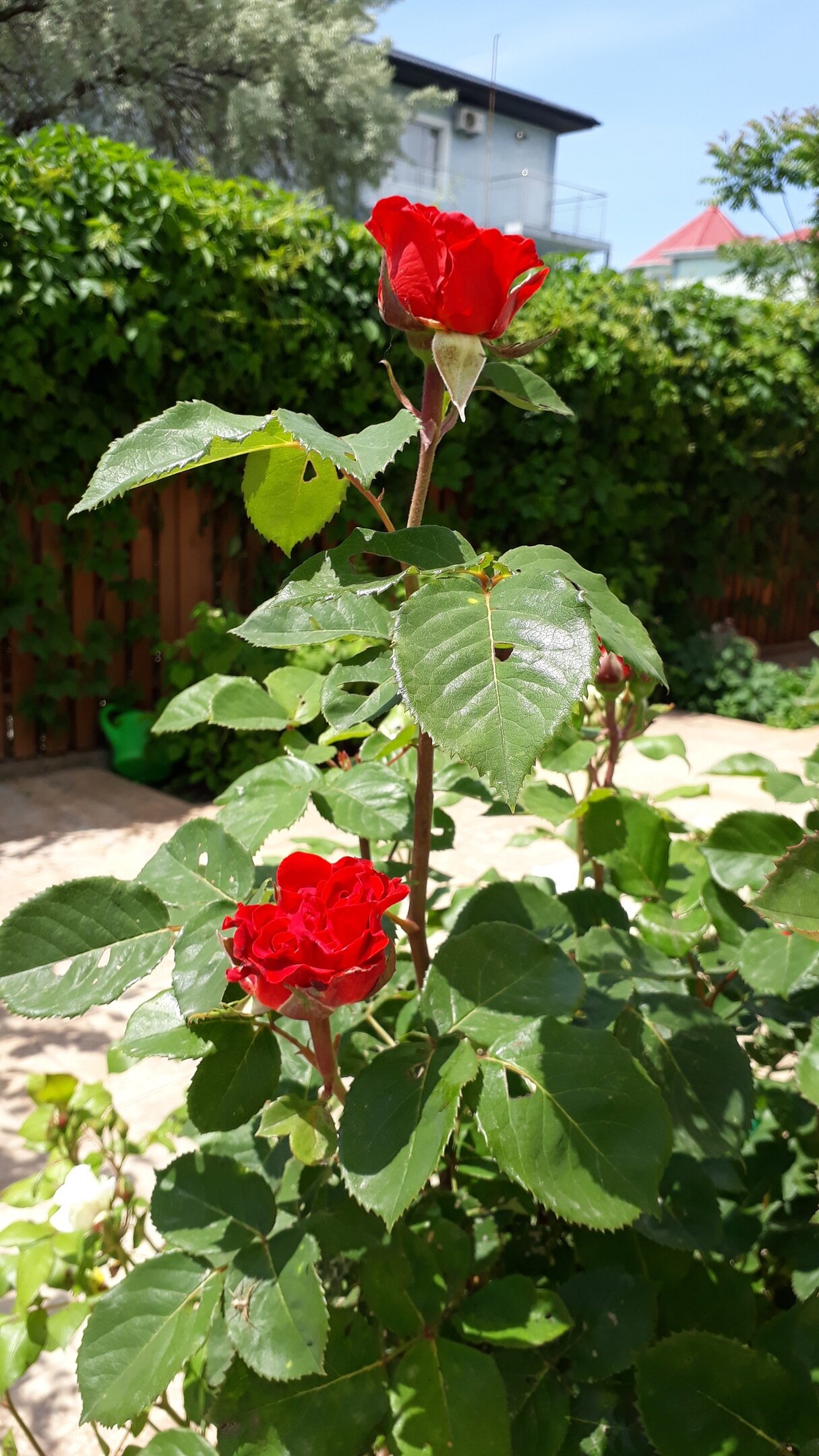 Фото Солнечная орхидея