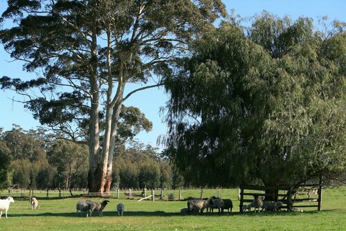 Внешний вид отеля Diamond Forest Farm Stay в Шире Манжимуте, фото 2