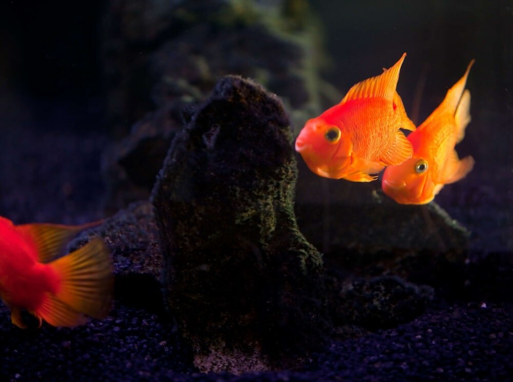 Фото Washington Plaza