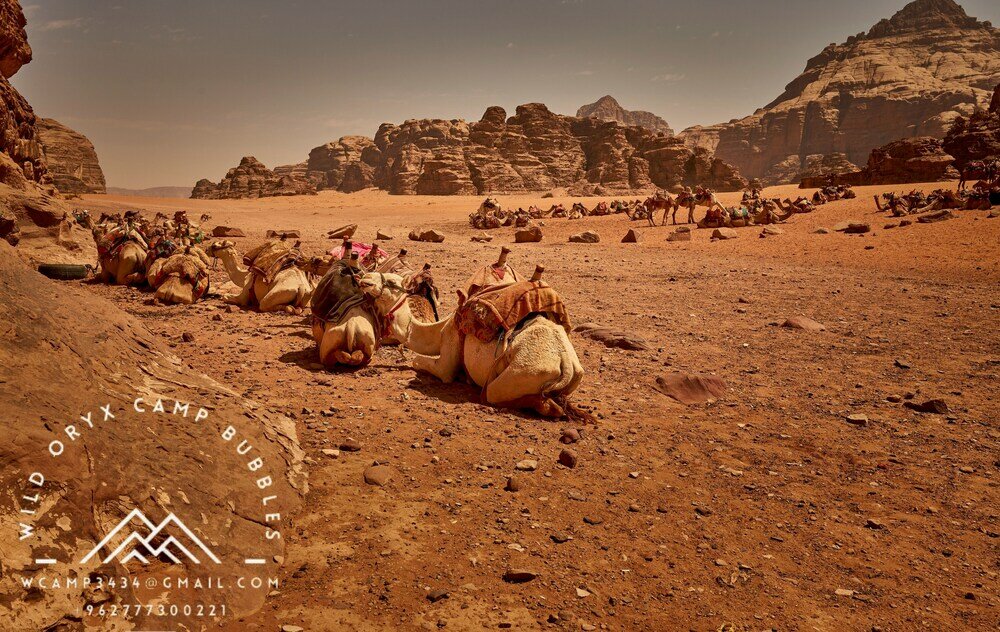 Фото Wild Oryx Camp Bubbles