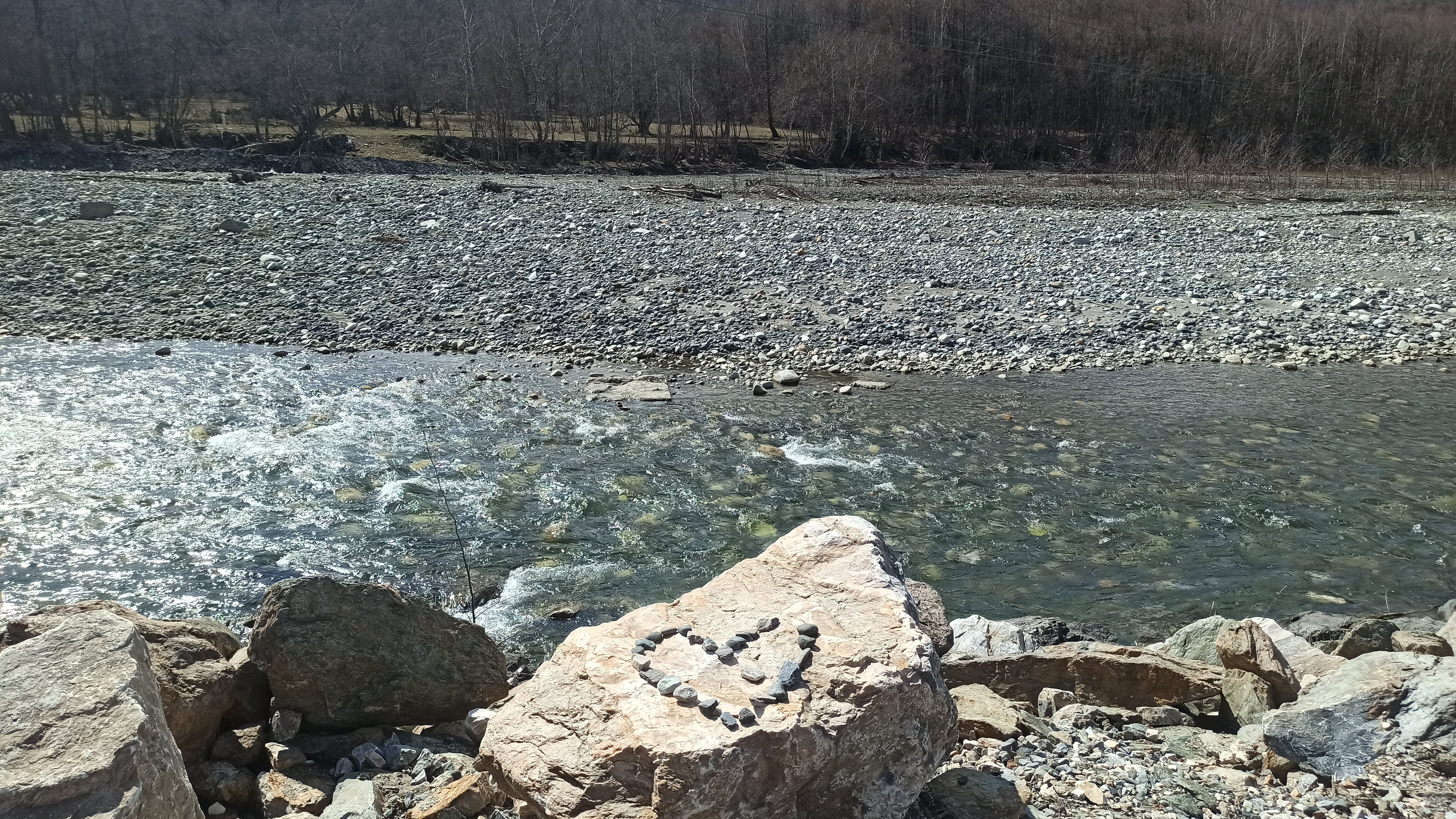 Фото Ягодный тис