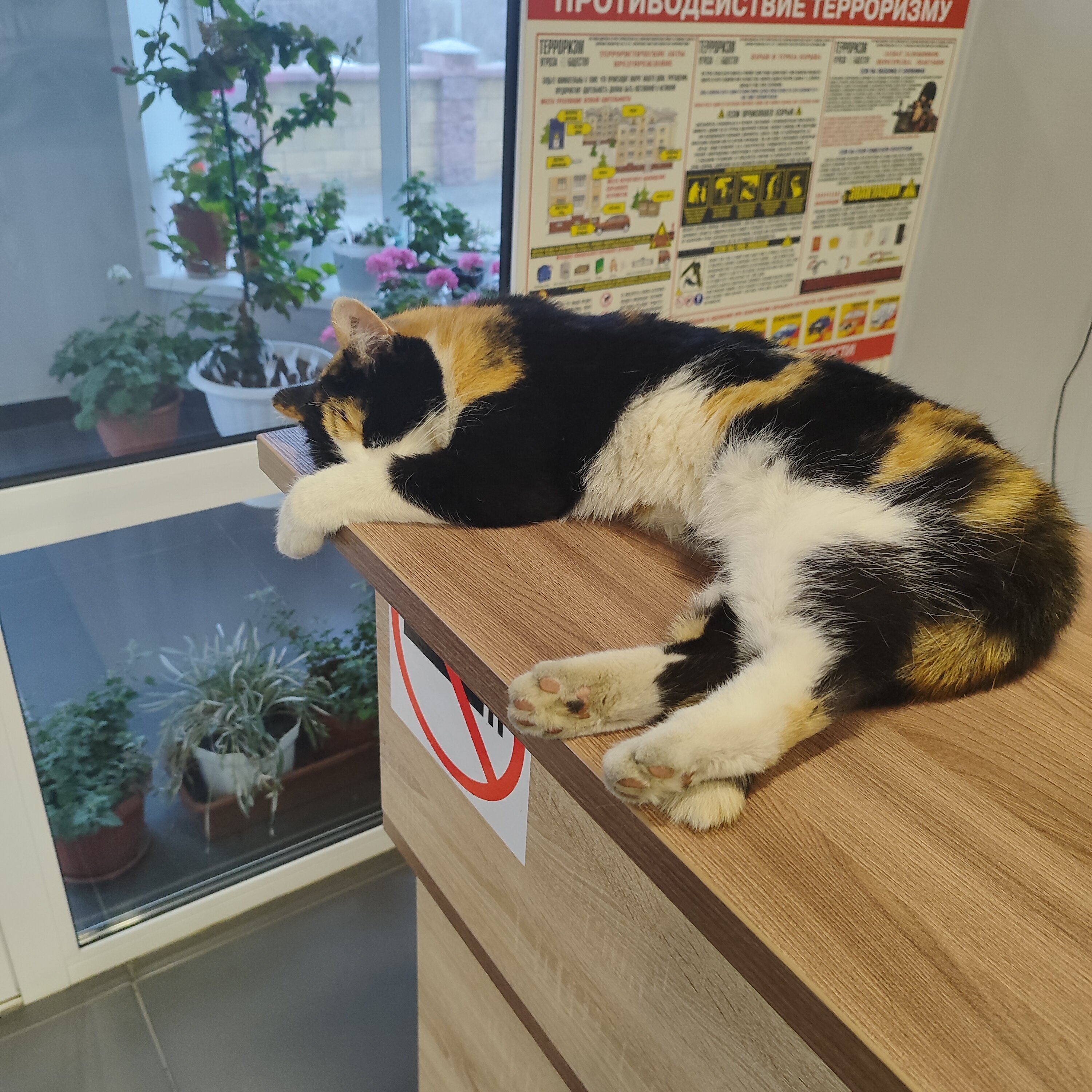 Фото Циркон