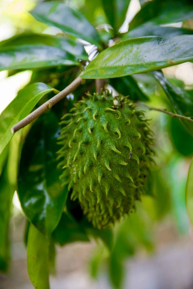 Фото The Orchard Holiday Home