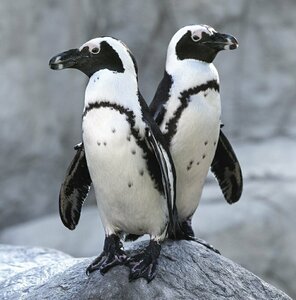 Гостиница Dunvegan Lodge