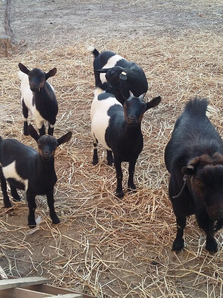 Фото Agriturismo Fieri