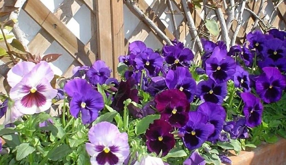 Фото Certe Notti Pompei