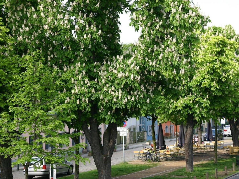 Фото Hotel Dittrichs Erben
