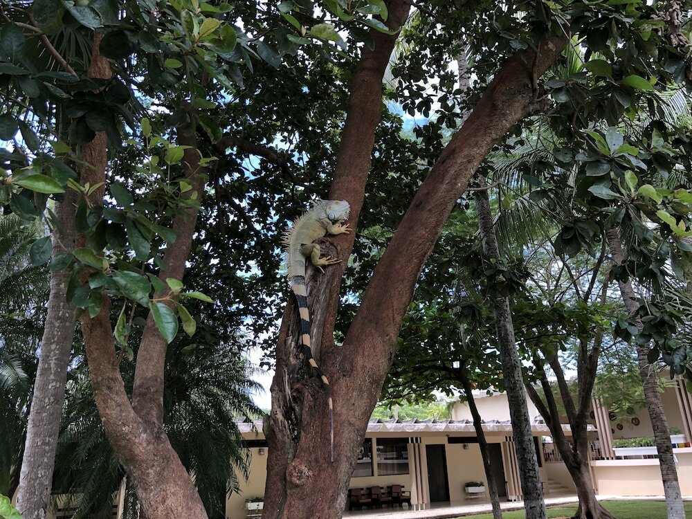 Фото Hotel Diria Santa Cruz