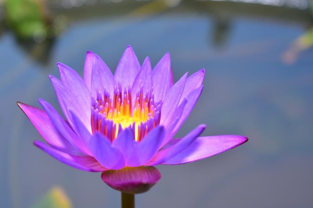 Фото Thambili cabanas