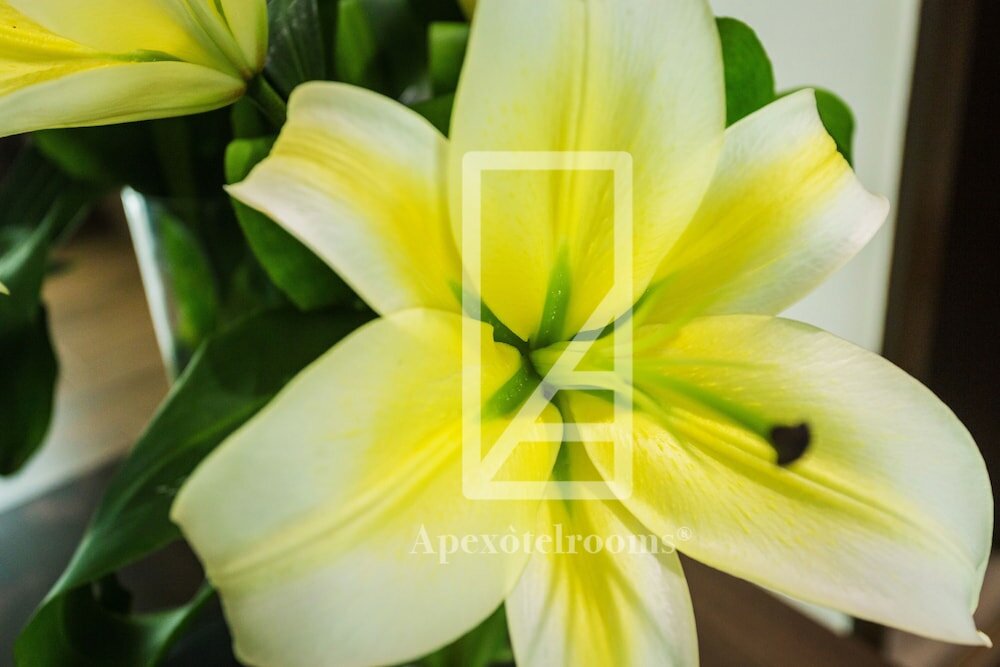 Фото Padgett Place - Deluxe Suites