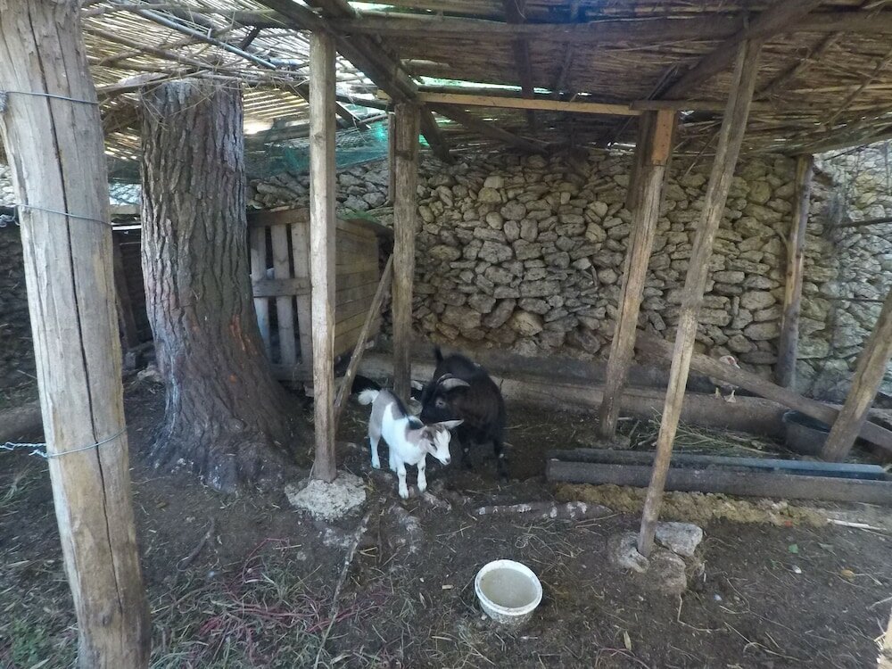 Фото Agriturismo Masseria Piutri