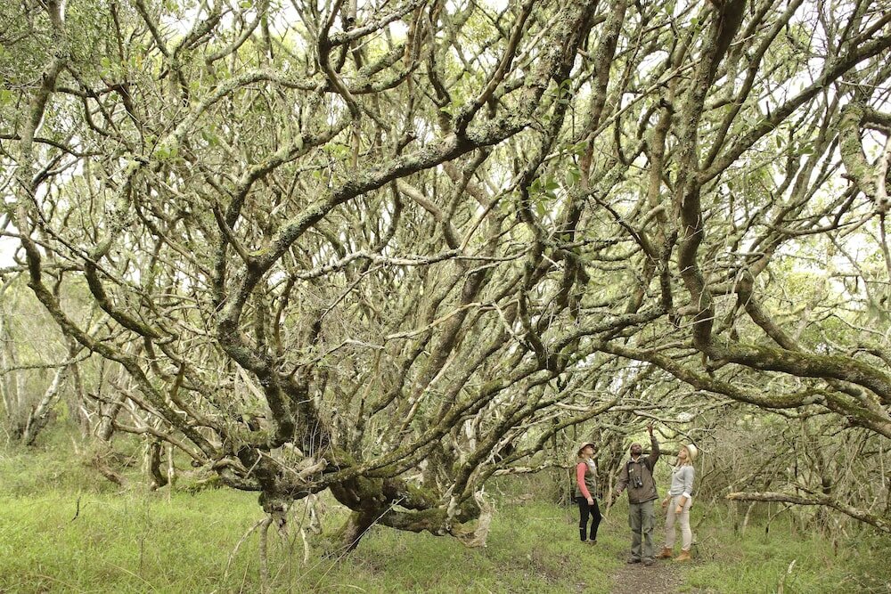 Фото Grootbos Nature Reserve