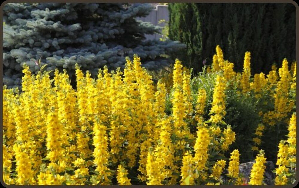 Фото Parkhotel Waldlust