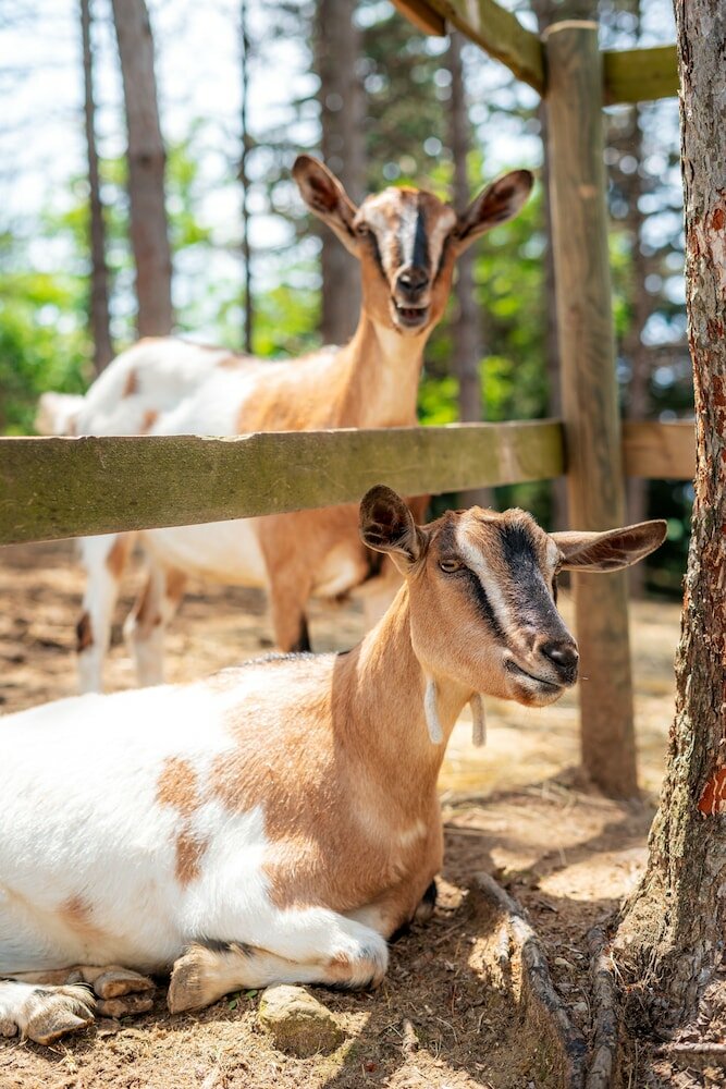 Фото La Valle Dei Caprioli - B&b