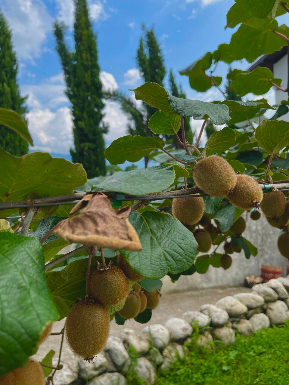 Фото Константа