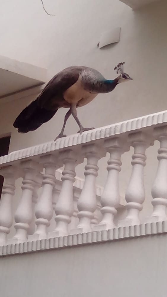 Фото Hotel Megh Niwas