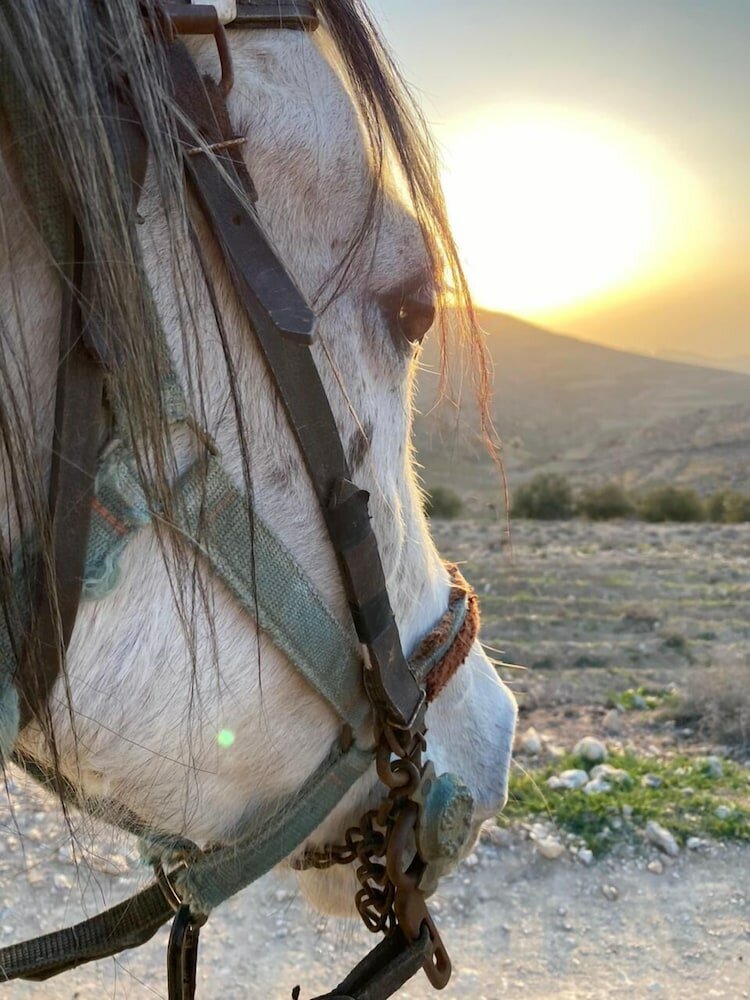Фото Twilight Hotel Petra