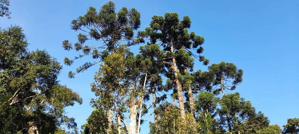 Фото Pousada Bosque do Visconde