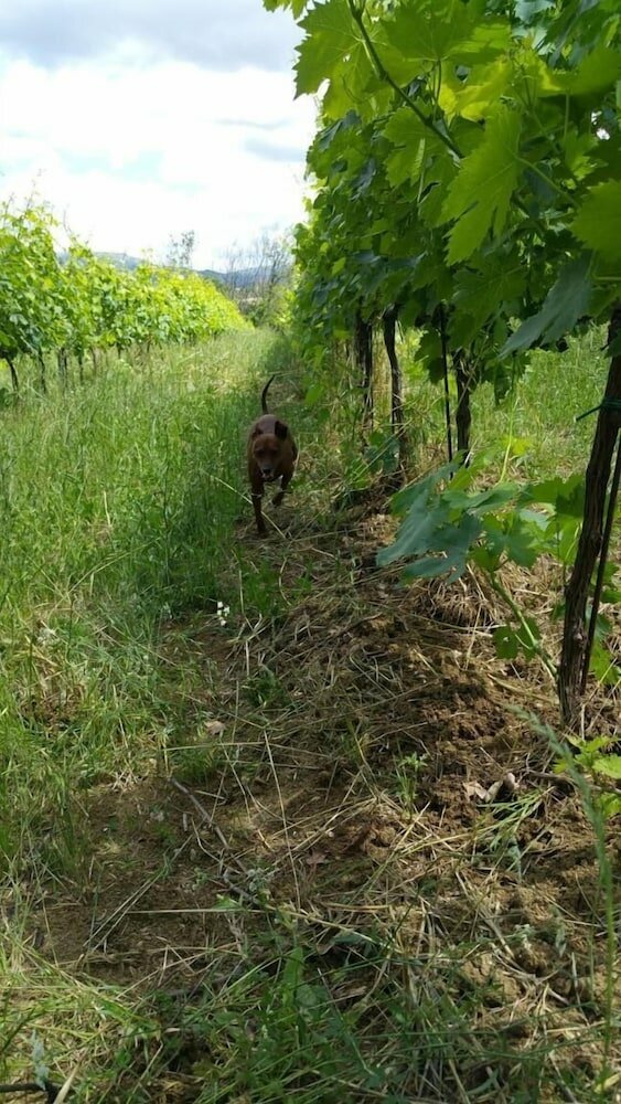 Фото Pietra Maula Agriturismo