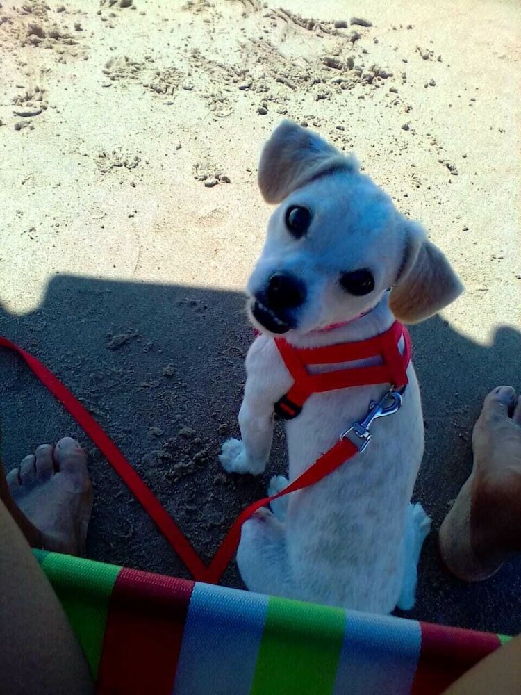 Фото Pousada Bougainville