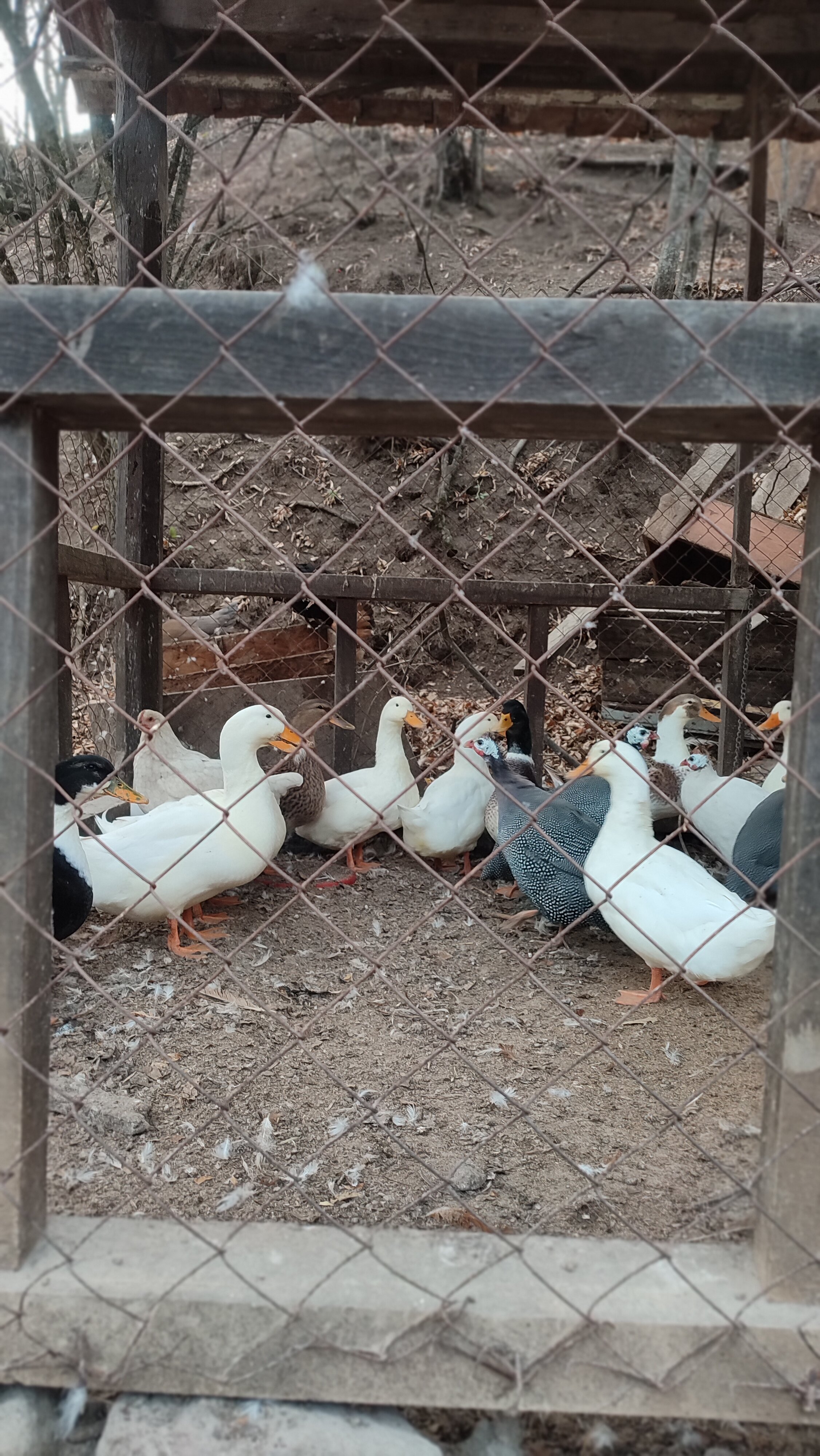 Фото Ecokayan Dilijan Resort Hotel