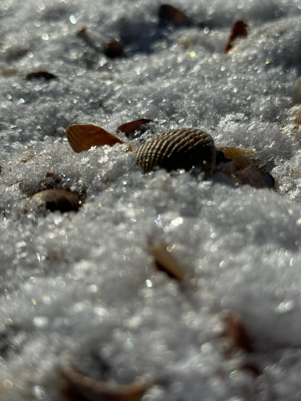 Фото Светлый