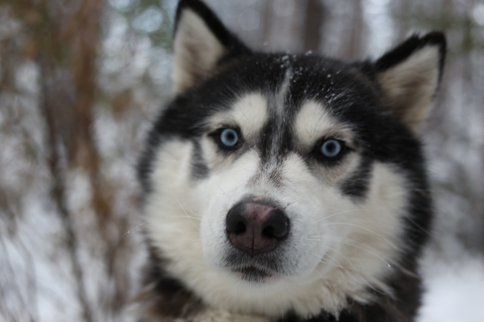 Фото Таежная Рось