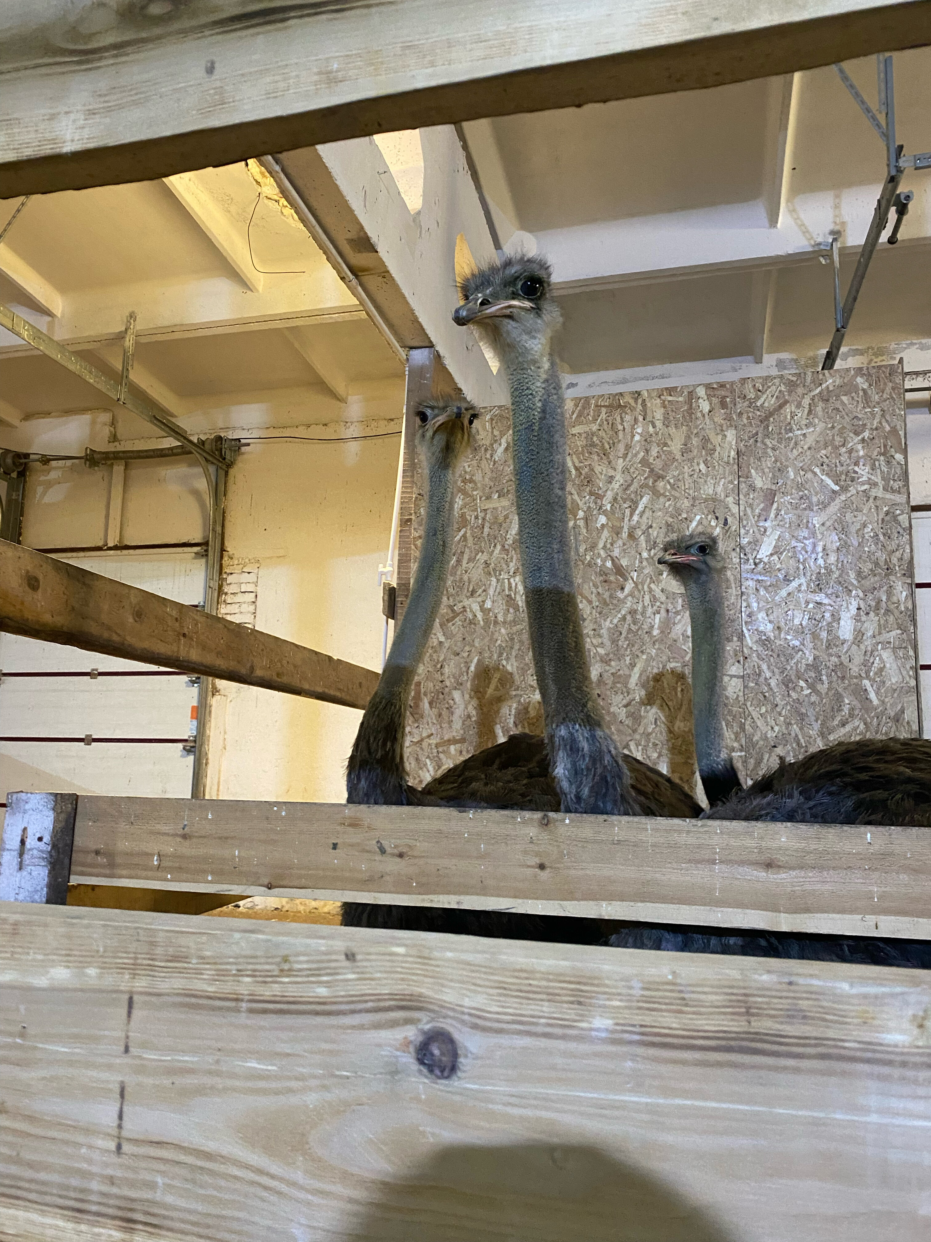 Фото Мурманская страусиная ферма