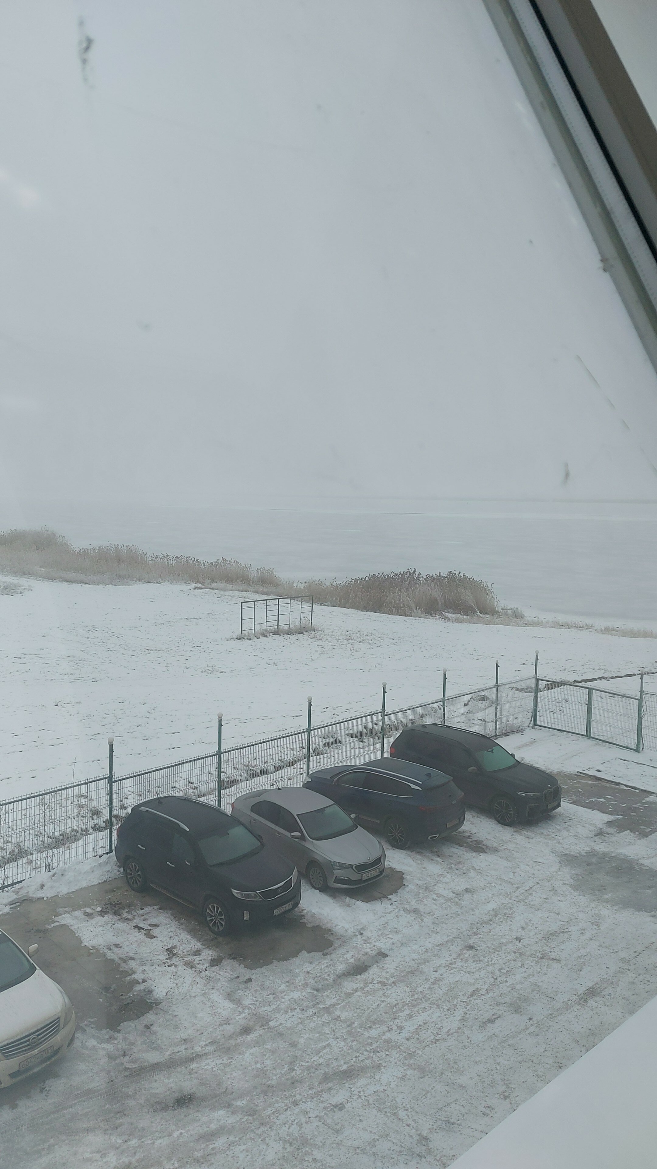 Фото Дельфин