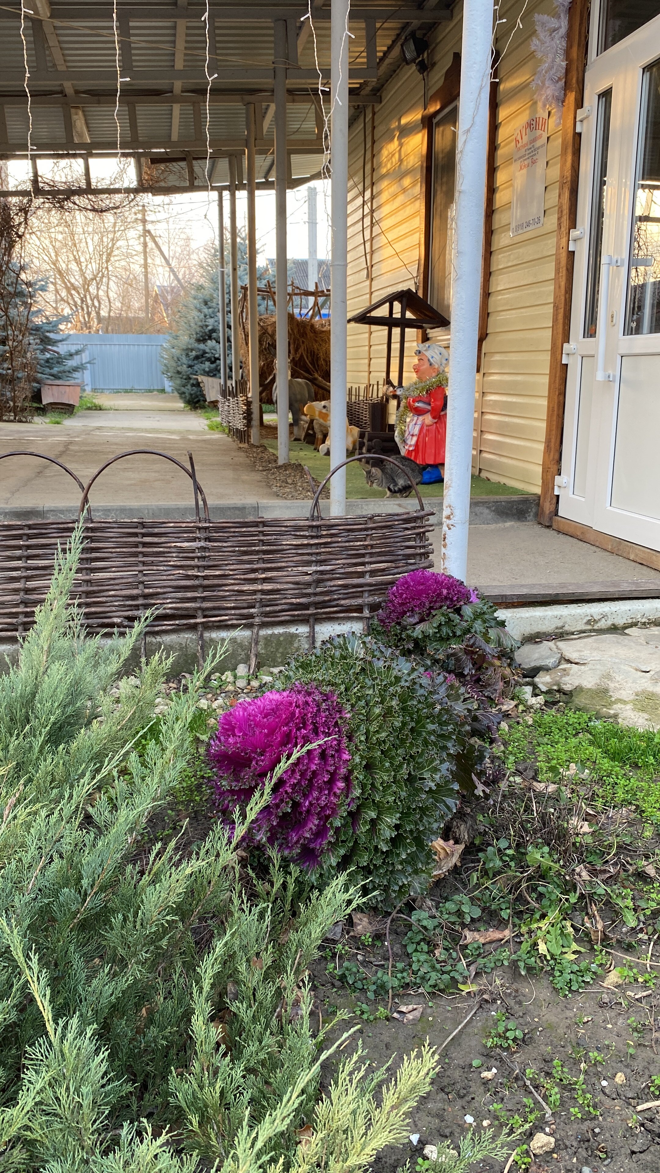 Фото Курени