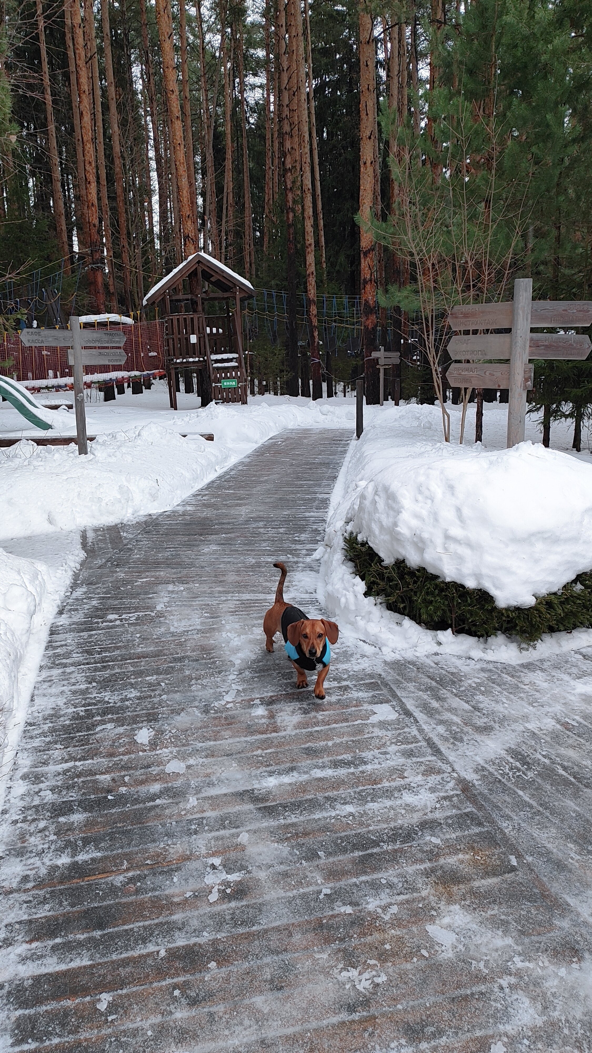 Фото Домики Иволги