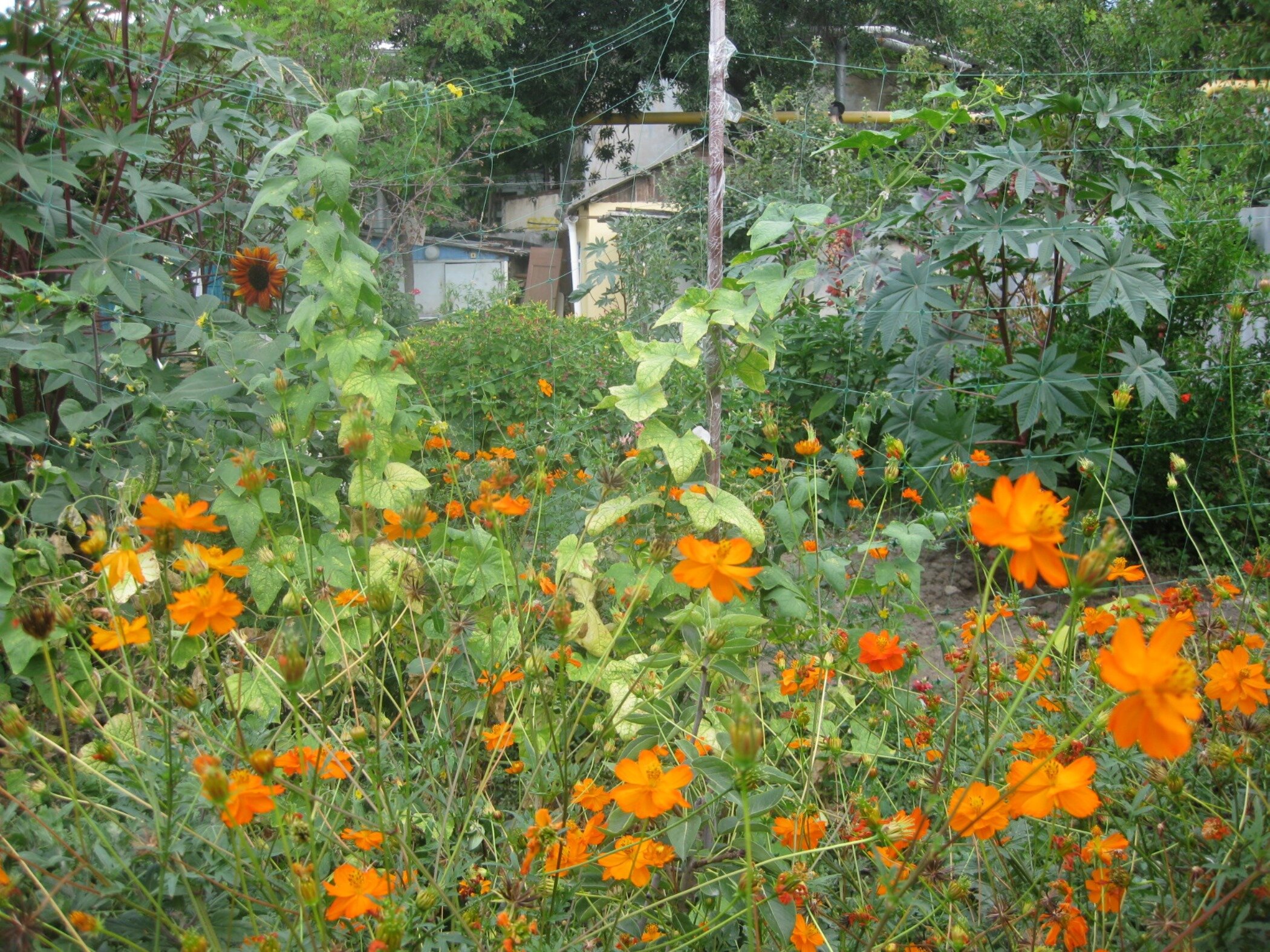 Фото Золотая Рыбка