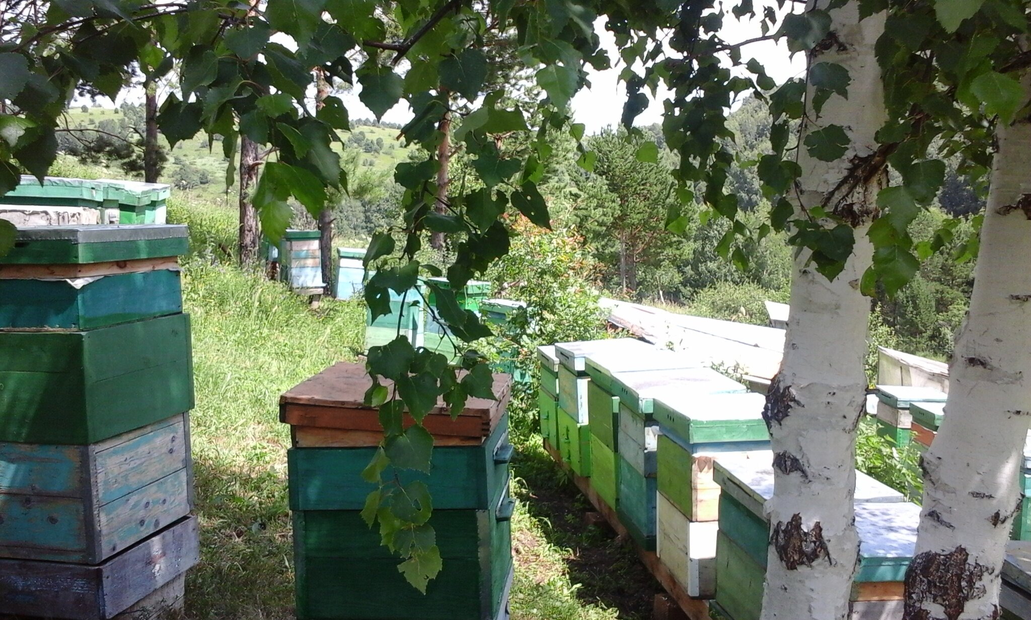 Фото Тихий Лог