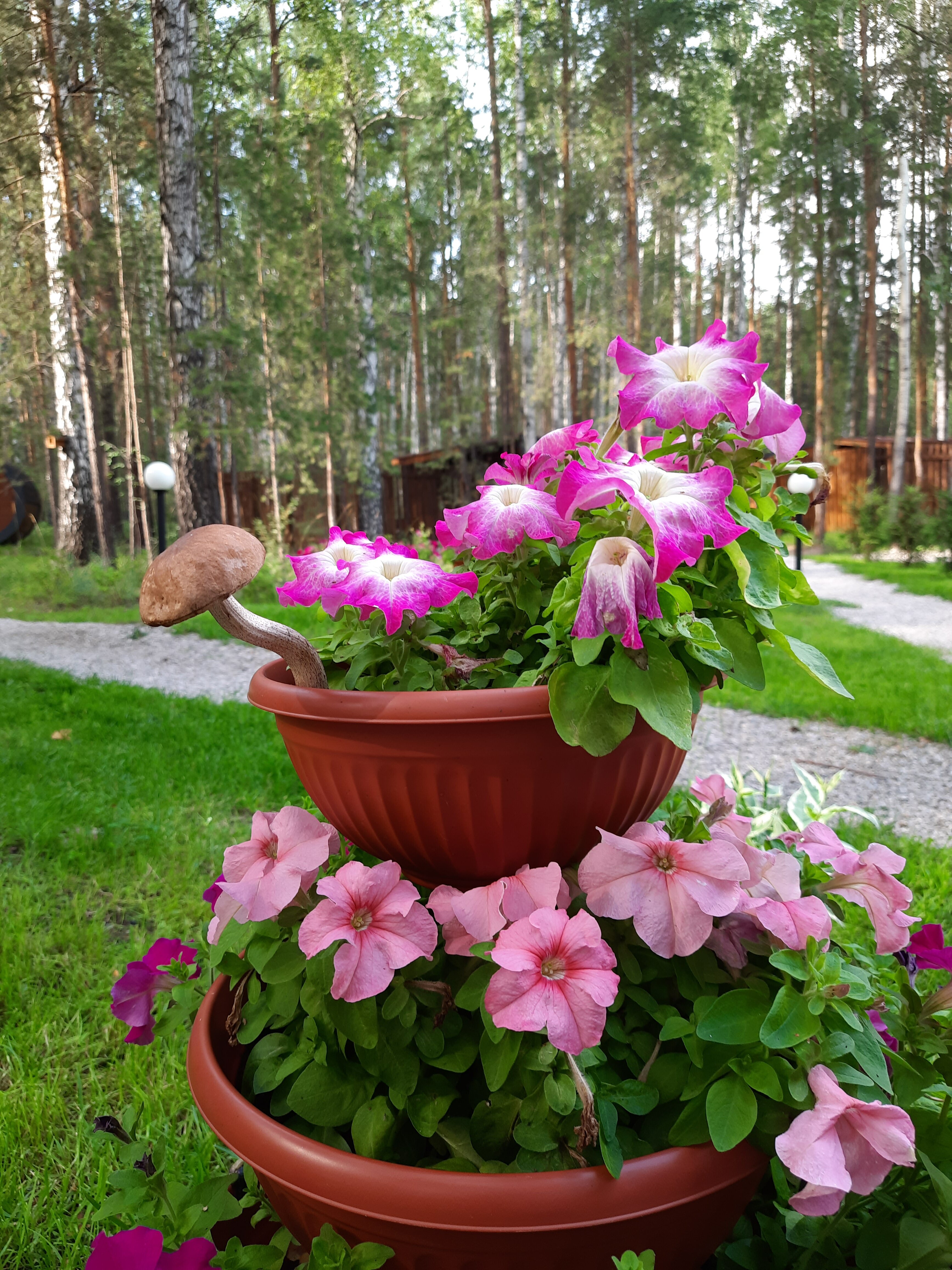 Фото Лесотерапия