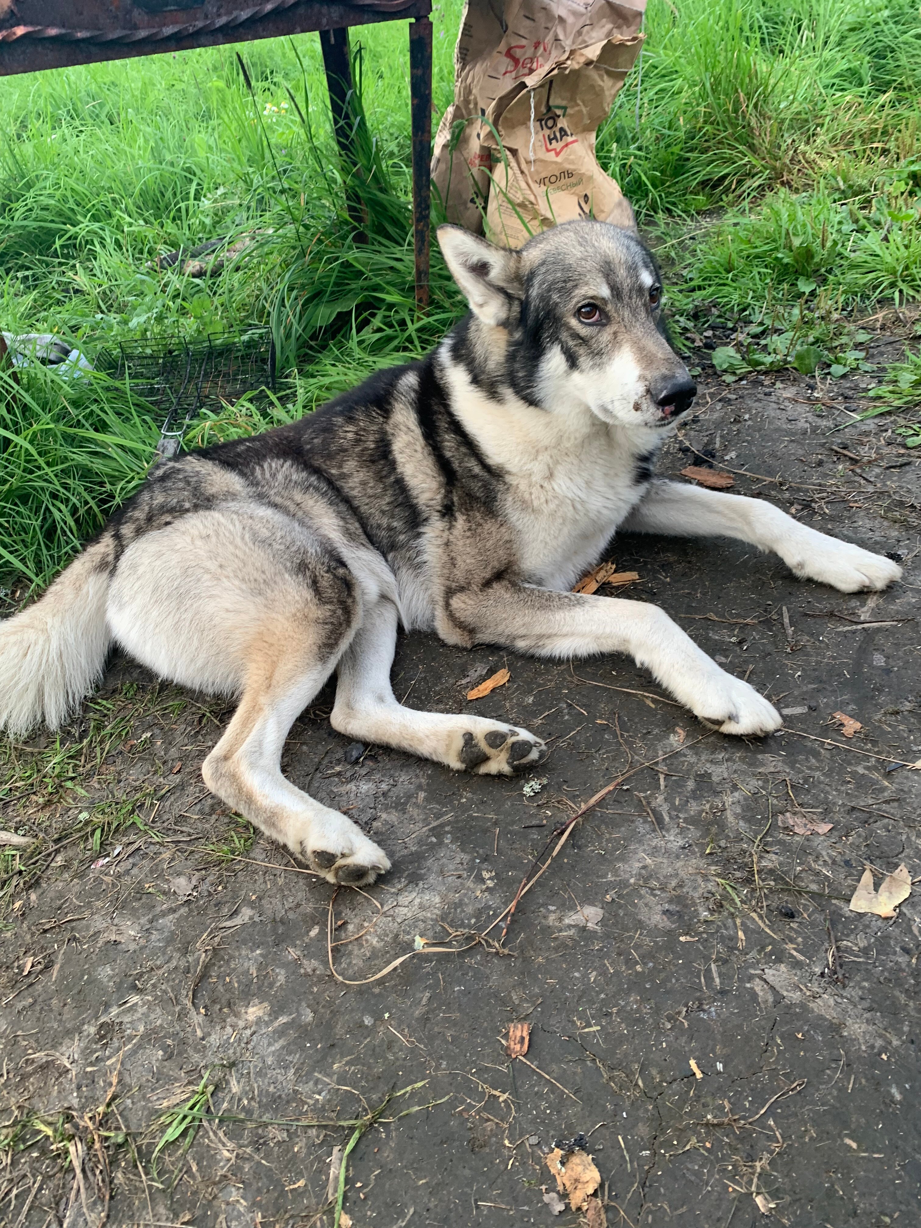 Фото Финский Хутор