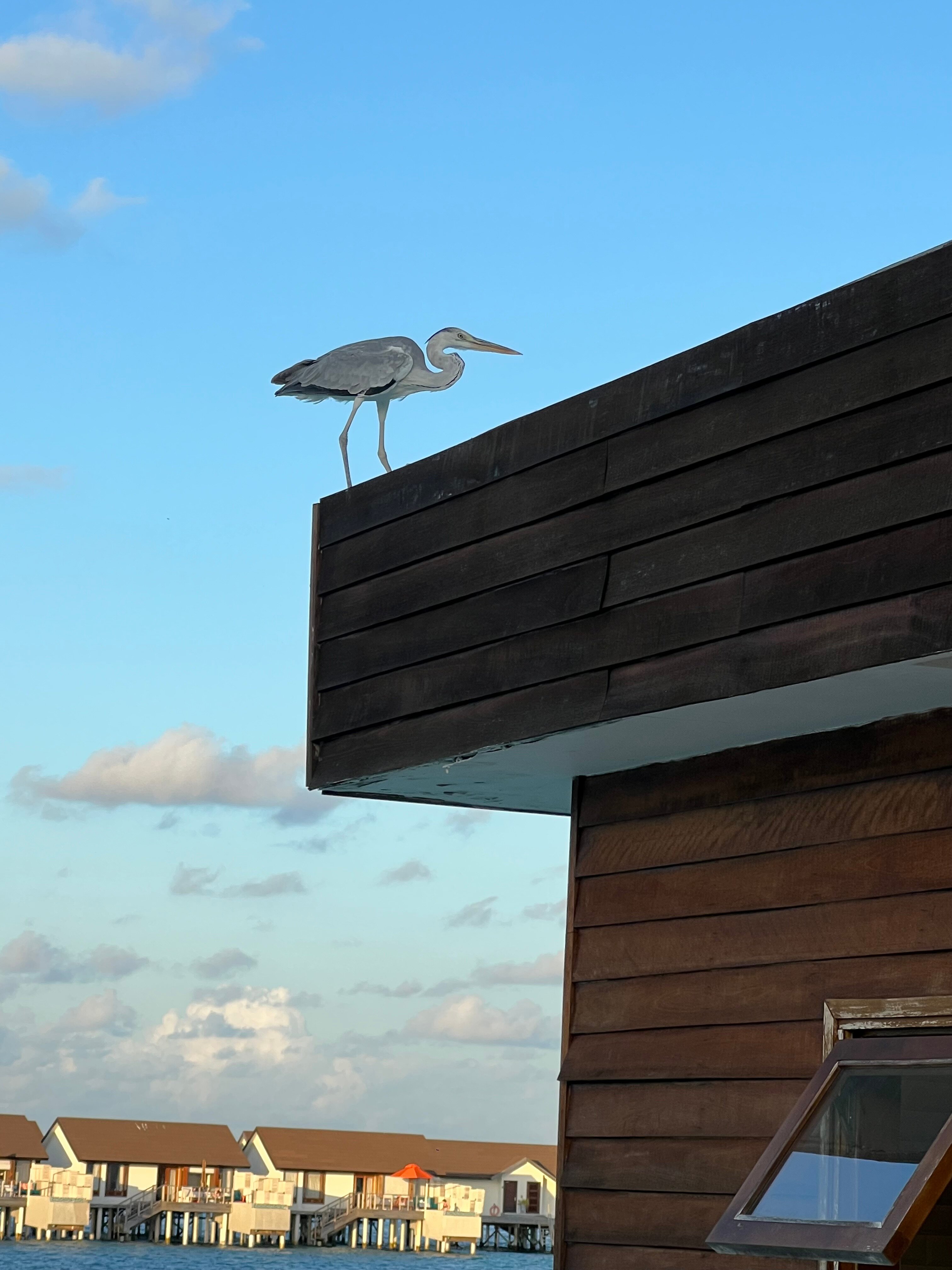 Фото Oblu Select Sangeli