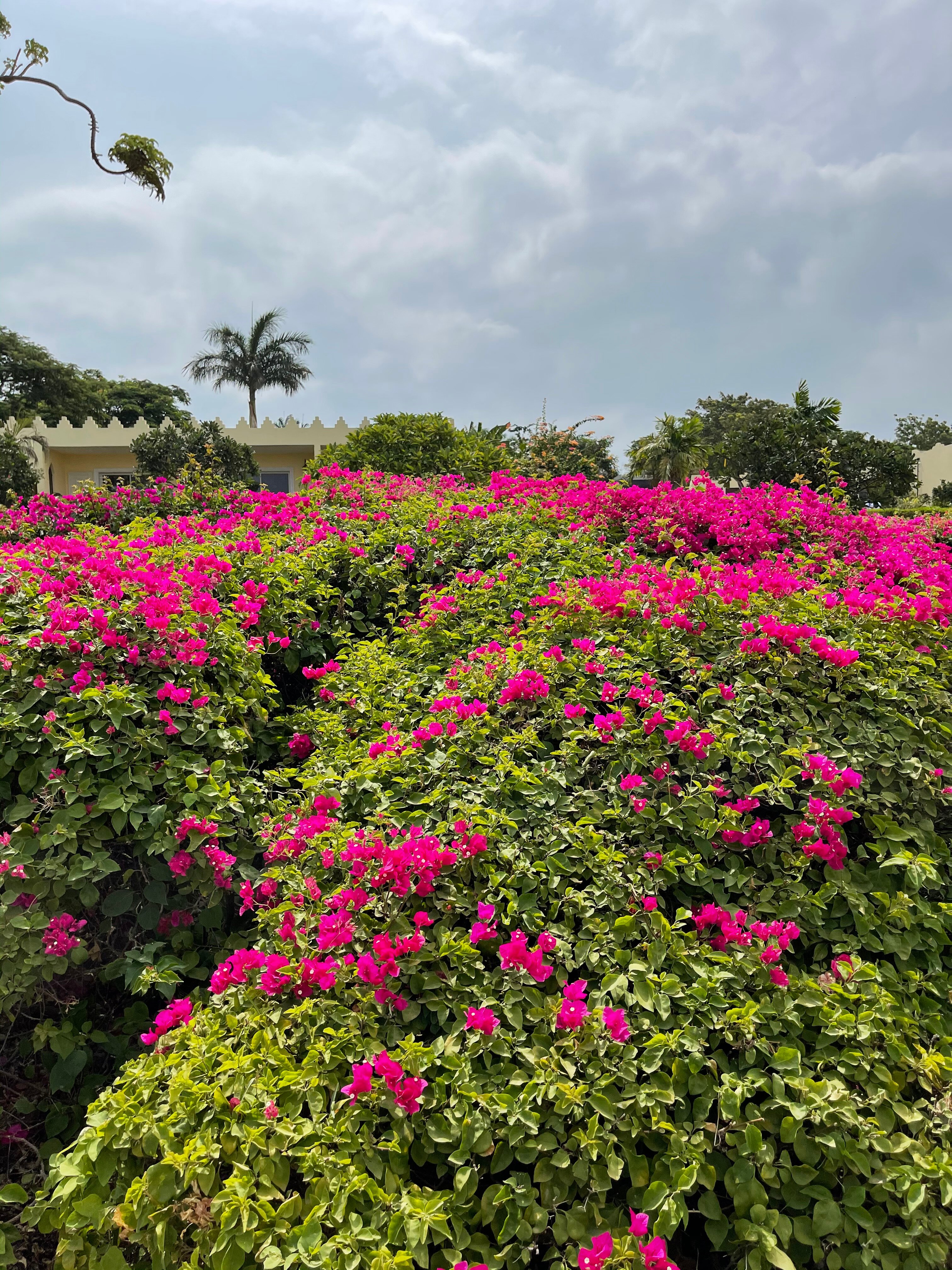 Фото Hotel Riu Palace Zanzibar