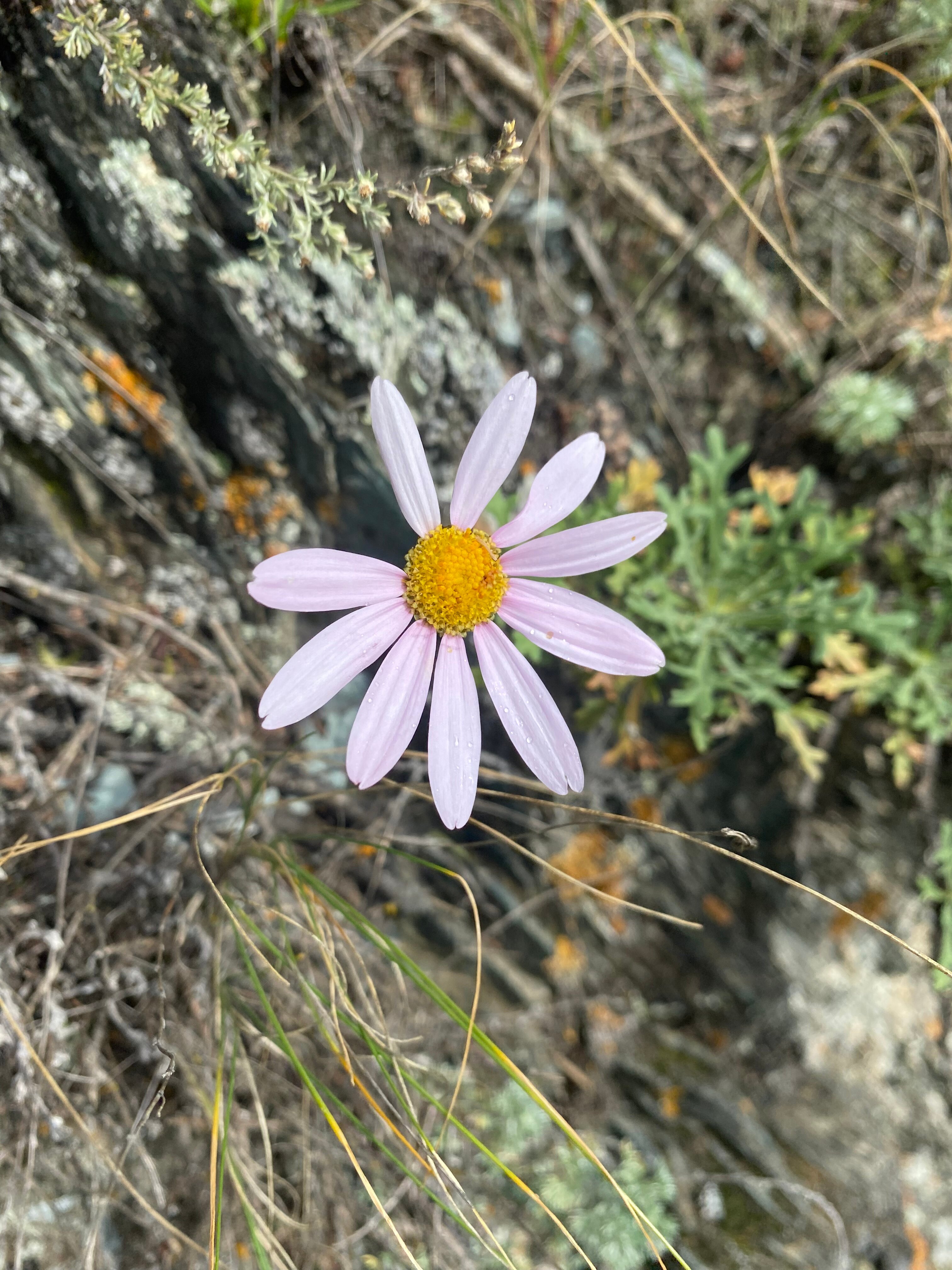 Фото Любо-дорого