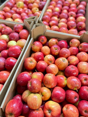 Сельскохозяйственная продукция Белгородские яблоки, Новый Оскол, фото