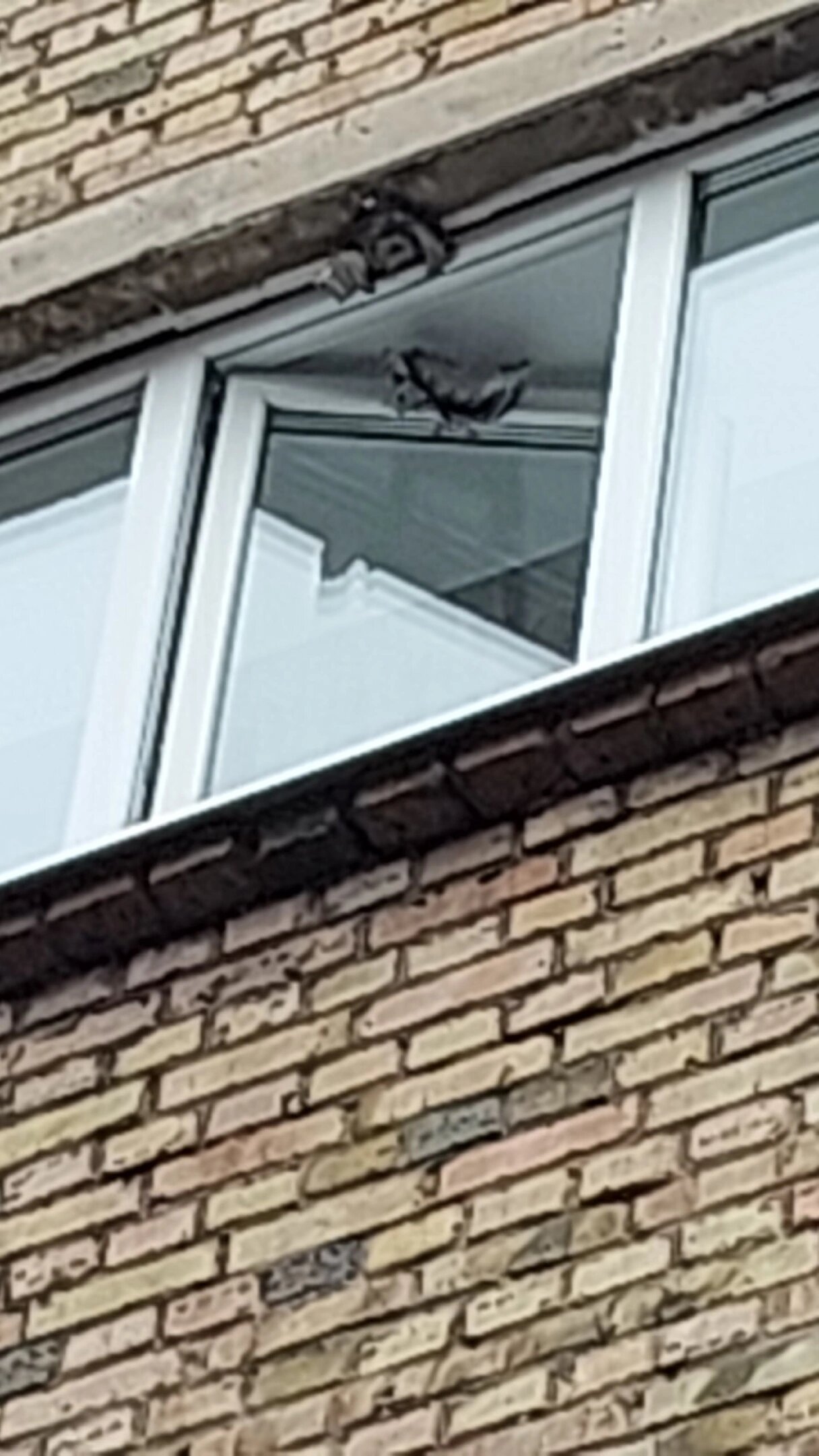 Фото Северянка