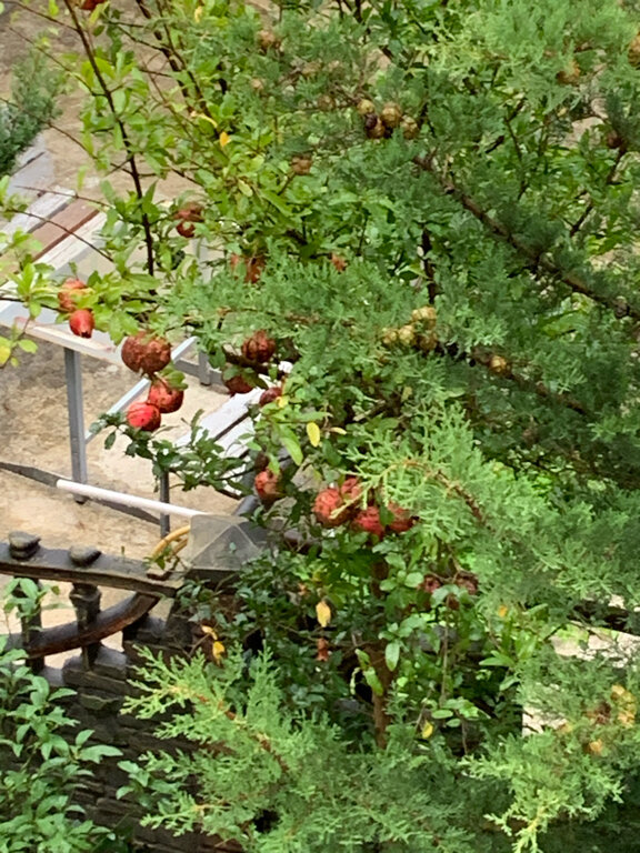 Фото Hotel Terrace Kutaisi