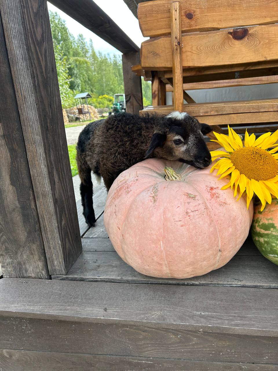 Фото Своя ферма