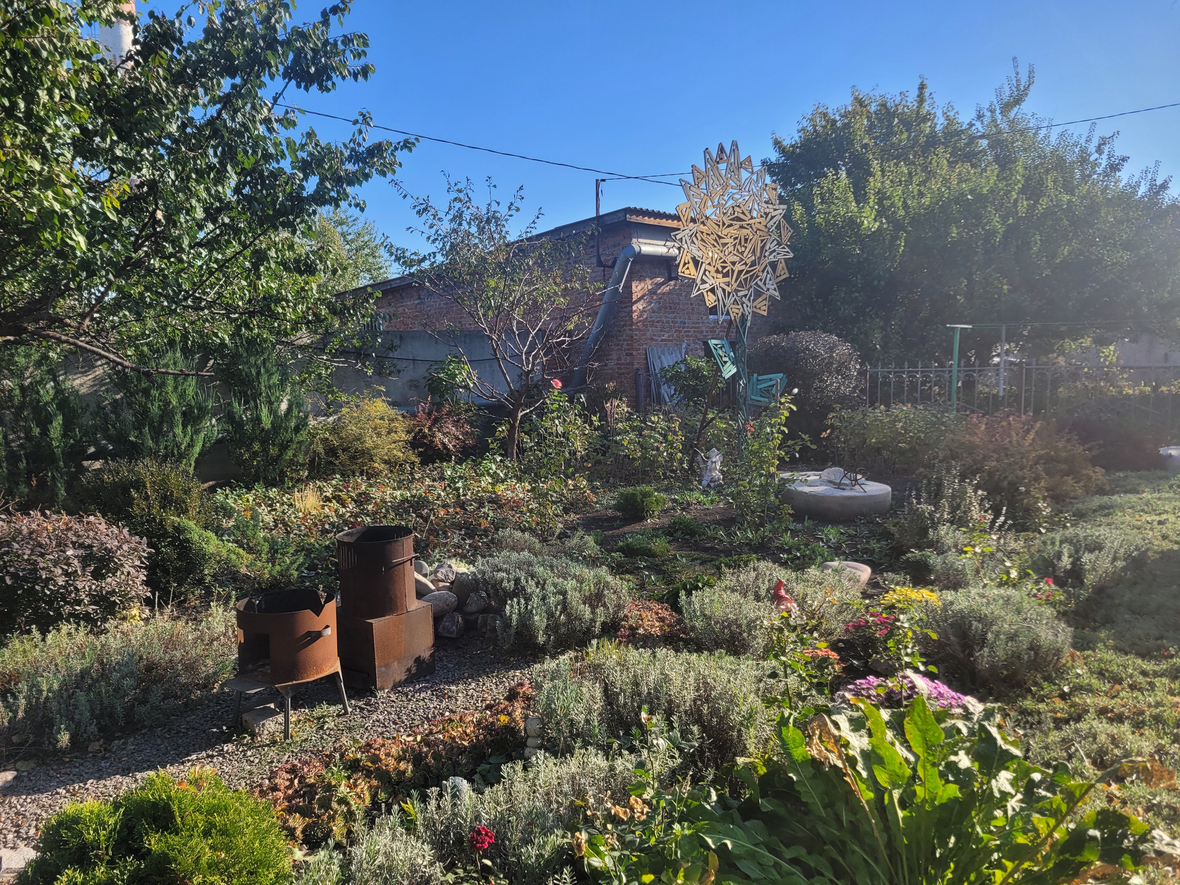 Фото Красный Подсолнух