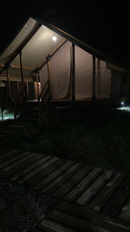 Фото Стрижи